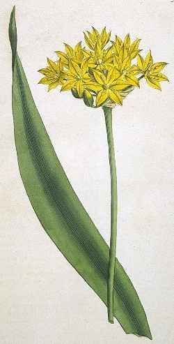 Moly wild garlick - Allium moly - Лук моли